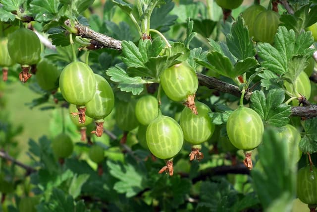 Gooseberries