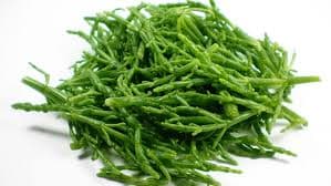 Samphire