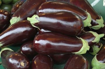 Aubergine