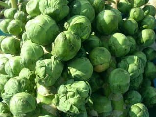 Brussel Sprouts