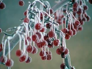 Cranberries