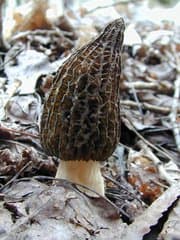 Morel Mushrooms