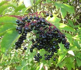 Elderberries