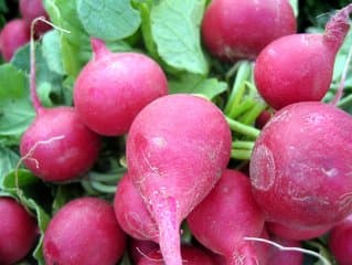 Radishes