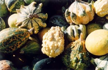 Winter Squash