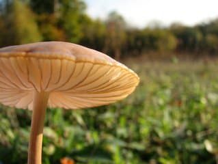 Wild Mushrooms