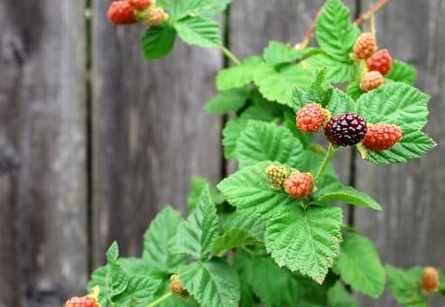 Loganberries