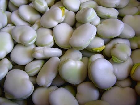 Broad Beans