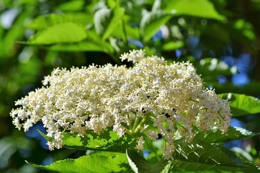 Elderflowers